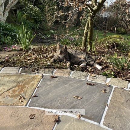 Foto de un gato reunido en Vire
