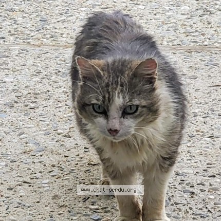 Foto de gato encontrado en Theix Noyalo
