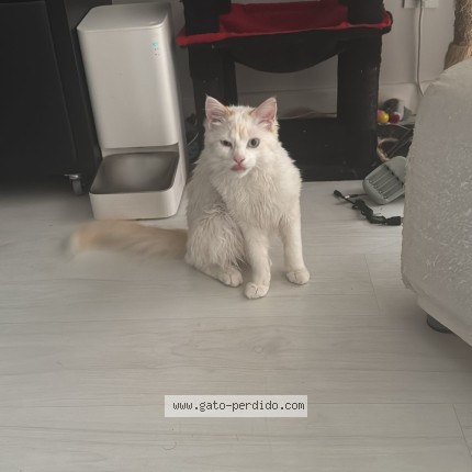 Foto 1/1 loki Gato perdido en Mieres