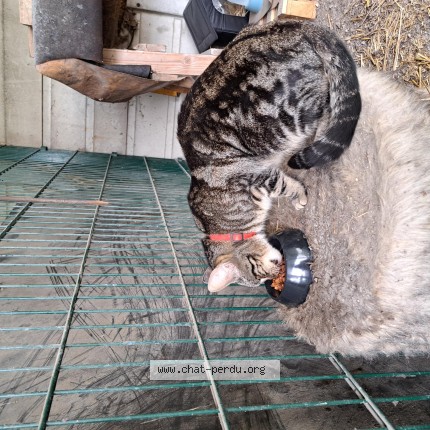 Foto de gato encontrado en Pierrelaye