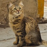 Boster