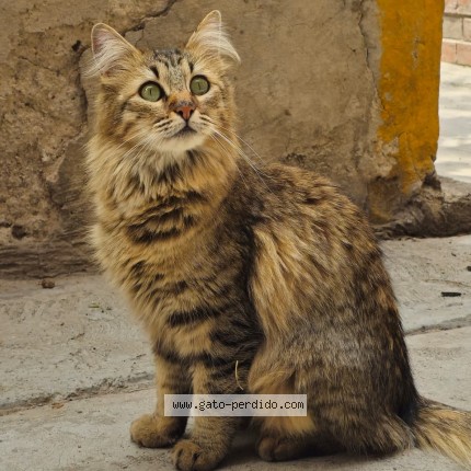 Foto 1/1 Boster Gato perdido en Tultitlan