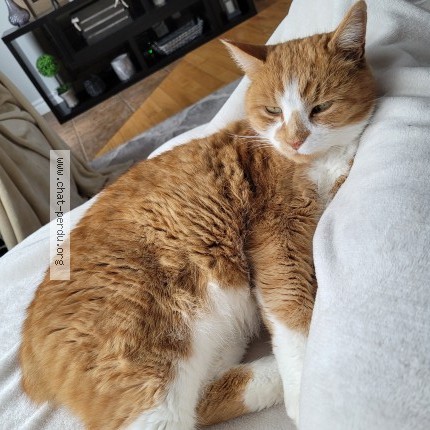 Foto de un gato reunido en Drummondville