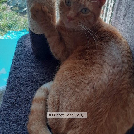 Foto de un gato reunido en Thumeries