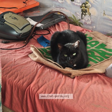 Foto de un gato reunido en Togny Aux Boeufs