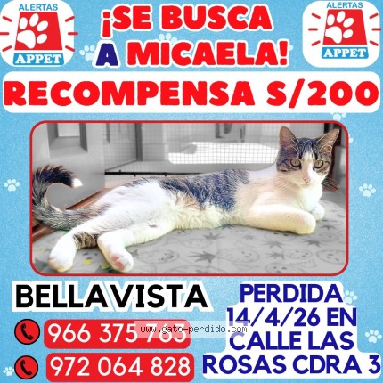 Foto 1/1 Micaela Gato perdido en Bellavista