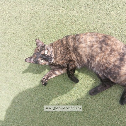 Foto 1/1 Gato encontado Encontrado en Malaga