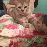 Timo