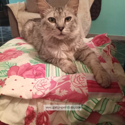 Foto del gato perdido en Guatire