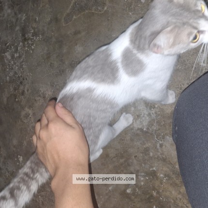 Foto 1/1 Gato encontado Encontrado en Villa el salvador