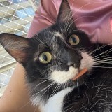 tom