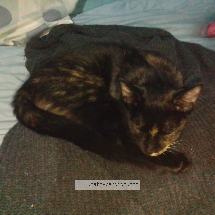 Foto de gato encontrado en Gba