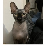 Lola