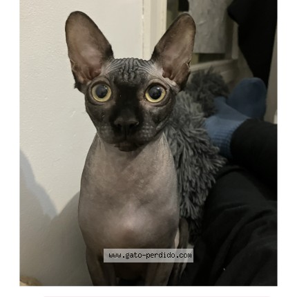 Foto del gato perdido en Alicante