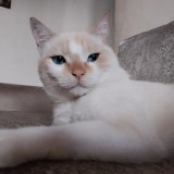 Aslan