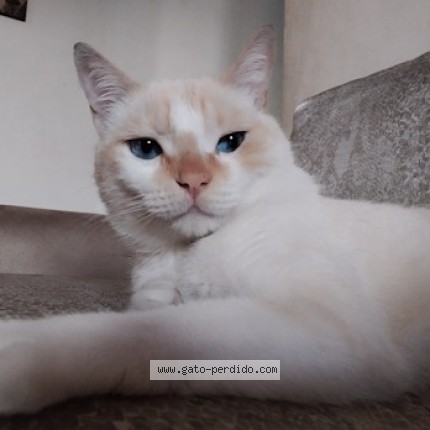 Foto 1/1 Aslan Gato perdido en Caracas
