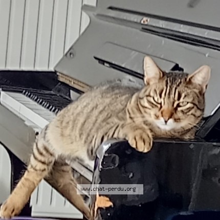 Foto de un gato reunido en Saint Brevin Les Pins