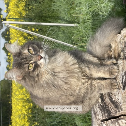 Foto de un gato reunido en Jarnac