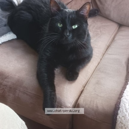 Foto de un gato reunido en Mollets Et Maa
