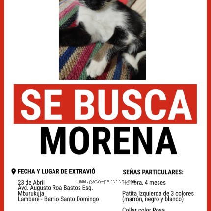 Foto 1/1 morena Gato perdido en Asuncion