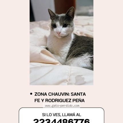 Foto del gato perdido en Mar Del Plata