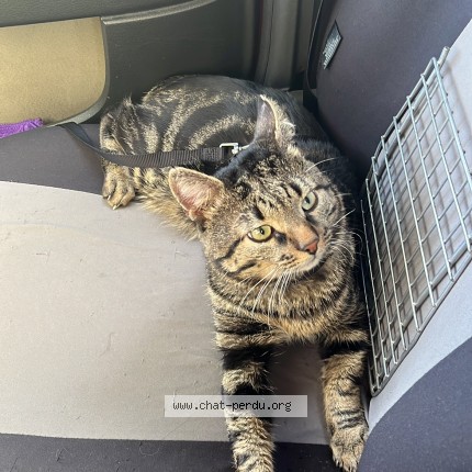 Foto de un gato reunido en Dijon