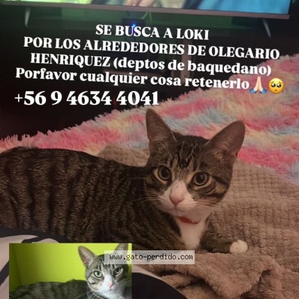Foto 1/1 Loki Gato perdido en San antonio chile
