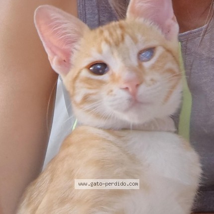 Foto del gato perdido en La Plata