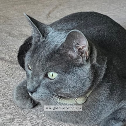 Foto del gato perdido en Santiago De Chile Las Condes