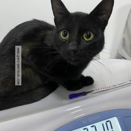 Foto 1/1 Gato encontado Encontrado en Cdmx