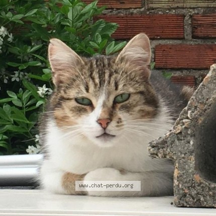 Foto de un gato reunido en Bezons