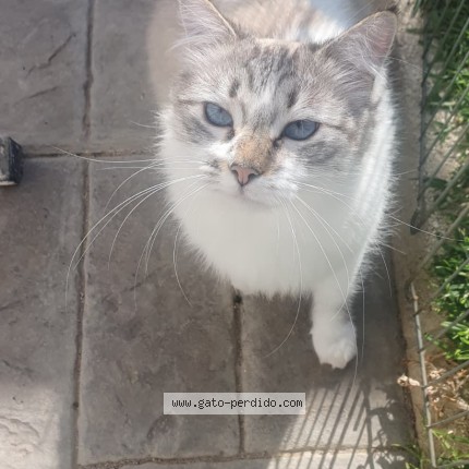 Foto 1/1 Luna Gato perdido en Valencia