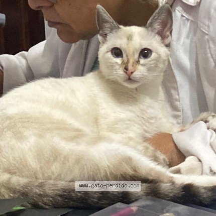 Foto del gato perdido en Monserrat