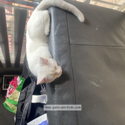 Foto del gato perdido en Machali