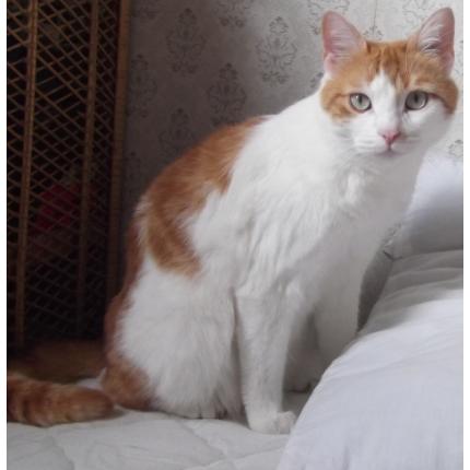 Foto 1/1 Nougat Chat perdido en Issoire