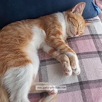 Foto 1/1 Mila Gato perdido en Olavarria
