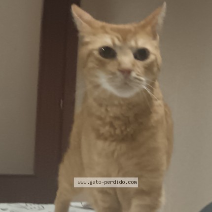 Foto 1/1 Gato encontado Encontrado en Vitoria