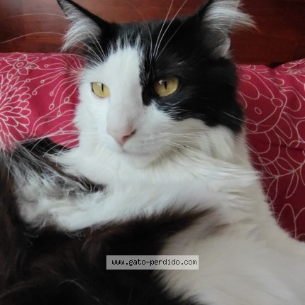 Foto 1/1 Mina Gato perdido en Santiago