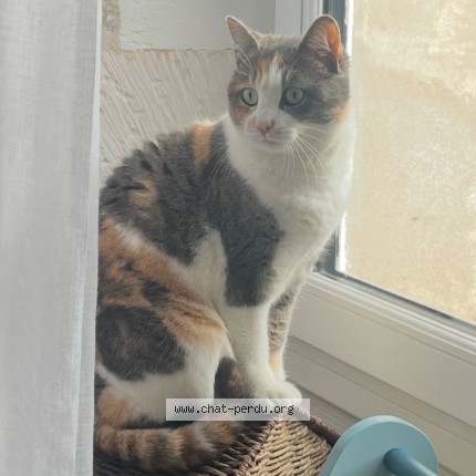 Foto de un gato reunido en Poitiers
