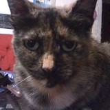 Lily