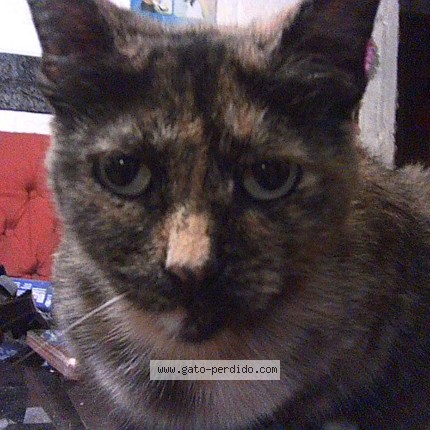 Foto 1/1 Lily Gato perdido en Montevideo