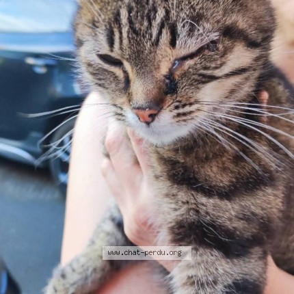 Foto de un gato reunido en Tourcoing