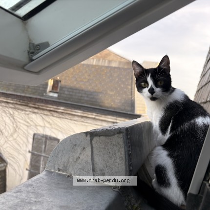 Foto de un gato reunido en La Roche Sur Yon