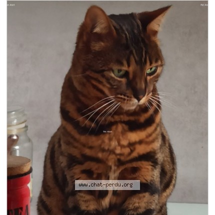 Foto de un gato reunido en Boullay Les Troux