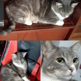 Milo