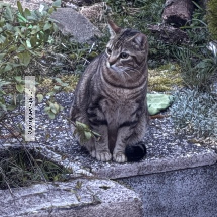 Foto de un gato reunido en Delle
