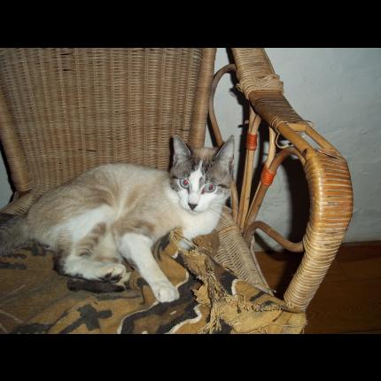 Foto 1/1 Twity Chat perdido en Billom