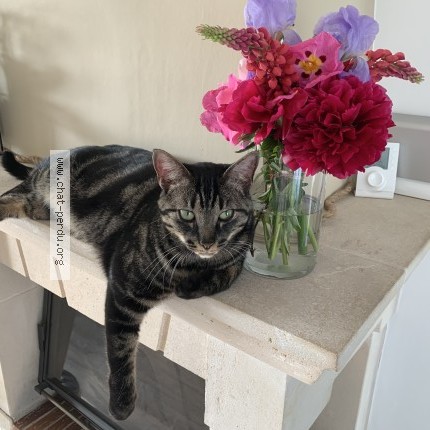 Foto de un gato reunido en Nancy