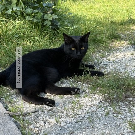 Foto de un gato reunido en Vizille