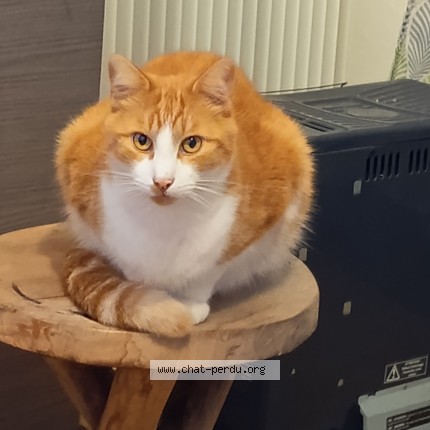 Foto de un gato reunido en Saint Junien